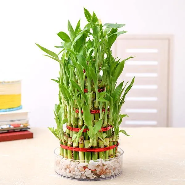 5 Layer Lucky Bamboo