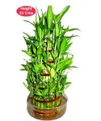 5 Layer Lucky Bamboo