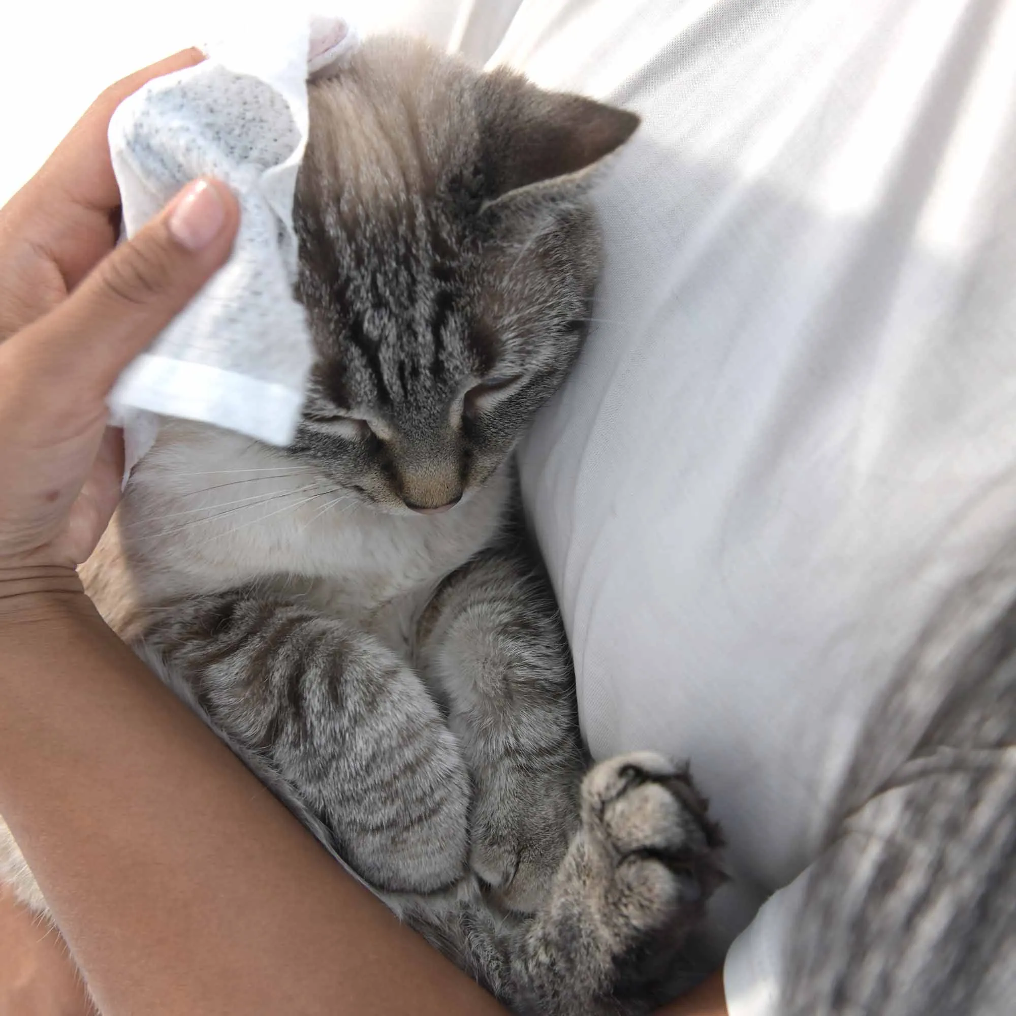 Pet Grooming Wipes : Furry Friends™ : Unscented